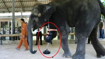 屋顶大象手机在线观看,揭秘神秘生物的奇幻之旅  第1张